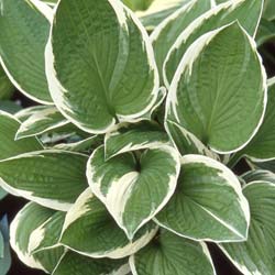 hosta francee